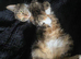 Beautiful litter of boys available