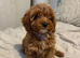 Tiny Toy Cavapoo Girl – DNA Health Tested Parents