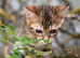 Quality TICA Registered Kittens