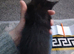Gorgeous Fluffy kittens
