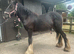 11mth gelding to make 14.2/3