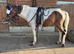 Little trotting pony for sale colt