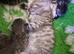 12 Persians for sale
