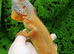 Lemon Red Juvenile Green Iguana
