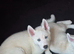 Two white female siberian huskies