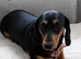 Female dachshund