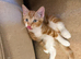 Four gorgeous kittens for sale.