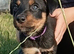 3 Lovely working border/kelpie puppies