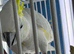 Male sulphur crested cockatoo