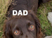 Chocolate cocker spaniels READY in 8 WEEKS!