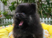 Beautiful Black Pomeranian Boys - Looking for Loving Homes