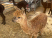 Yearling Alpaca boys