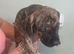 Presa canario x American bully pups ready to leave home