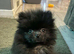 Beautiful male pomeranian