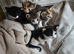 Ragdoll mix kittens