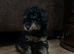 Toy poodle puppies