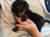 2 beautiful cockerpoo puppy's left