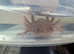 Copper axanthic Melanoid baby axolotl