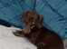 Female Daschund needs new home