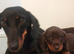 Dachshund