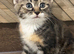 Beautiful Kittens for Sale