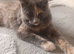 Tortie maine coon girl