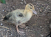 3x Appleyard ducklings