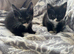 Black and white kittens