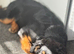A lovable German sherperd who needs a new home