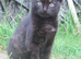 PRETTY FARM REARED TORTOISESHELL KITTEN