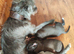 Bedlington whippet puppies.