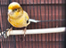 Harliquin canary( hen)