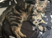 Friendly kitten comes with everything