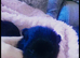 Pomeranian puppies for sale