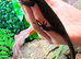 Black Tree Monitor (Varanus Beccarii)