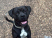Rome- Dogue de Bordeaux x cane corso