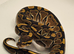 Special 100% het Axanthic TSK