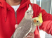 Super hand tamed baby cockatiel for sale