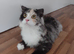 Persian x Scottish fold 6 months female