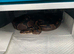 Ball pythons