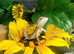 Baby bearded dragon