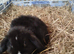 Baby mini lops