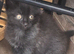 5 beautiful kittens