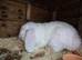Rew french lop buck 10 months show stock