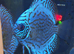 Discus - Breeding pair &pound;100