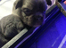 Isabella Lilac and Tan Fluffy French Bulldog Puppies
