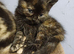 1 girl Siberian mix kitten