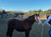 Welsh sec c mare