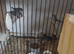 Baby zebra Finches