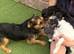 Jack Russell puppies !!!